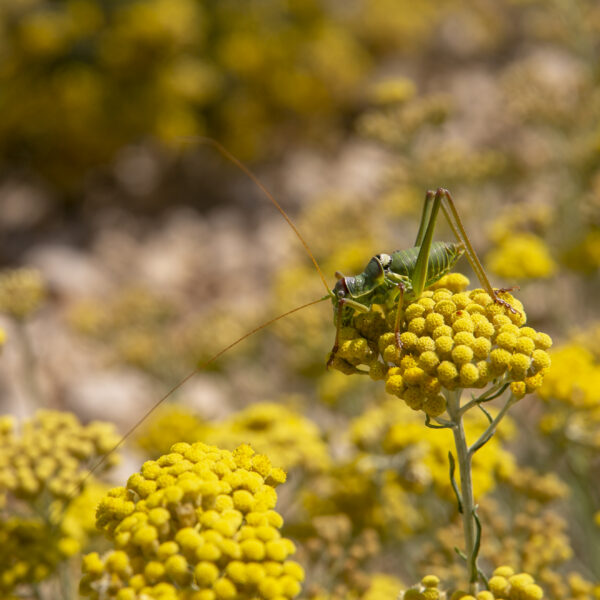 helichrysum-medicinal-report
