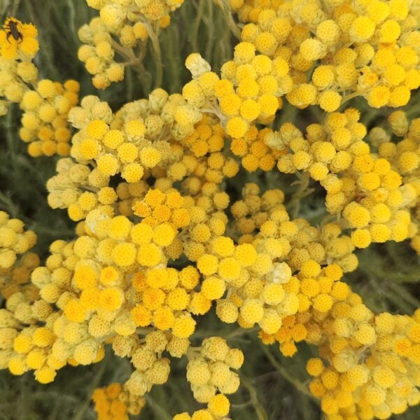 immortelle essential oils